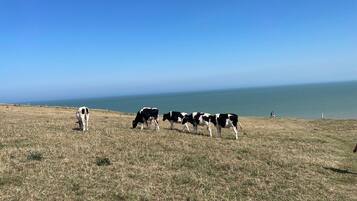 Un champ verdoyant où paît un troupeau de vaches, un ciel dégagé et une étendue d'eau à l'horizon.