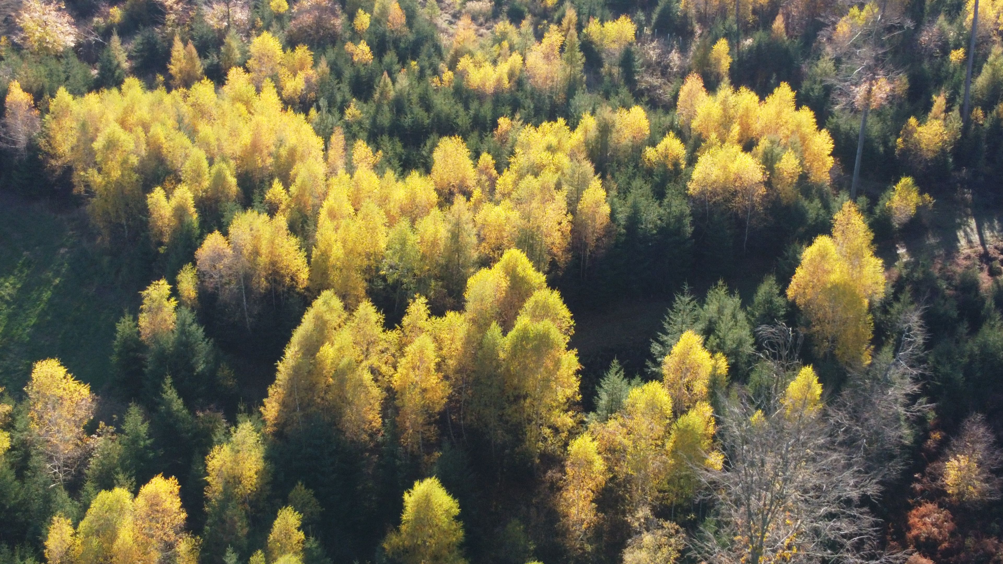 Ein dichter Wald mit verschiedenen Bäumen, manche mit gelben Blättern, was auf eine mögliche Herbstzeit hindeutet.