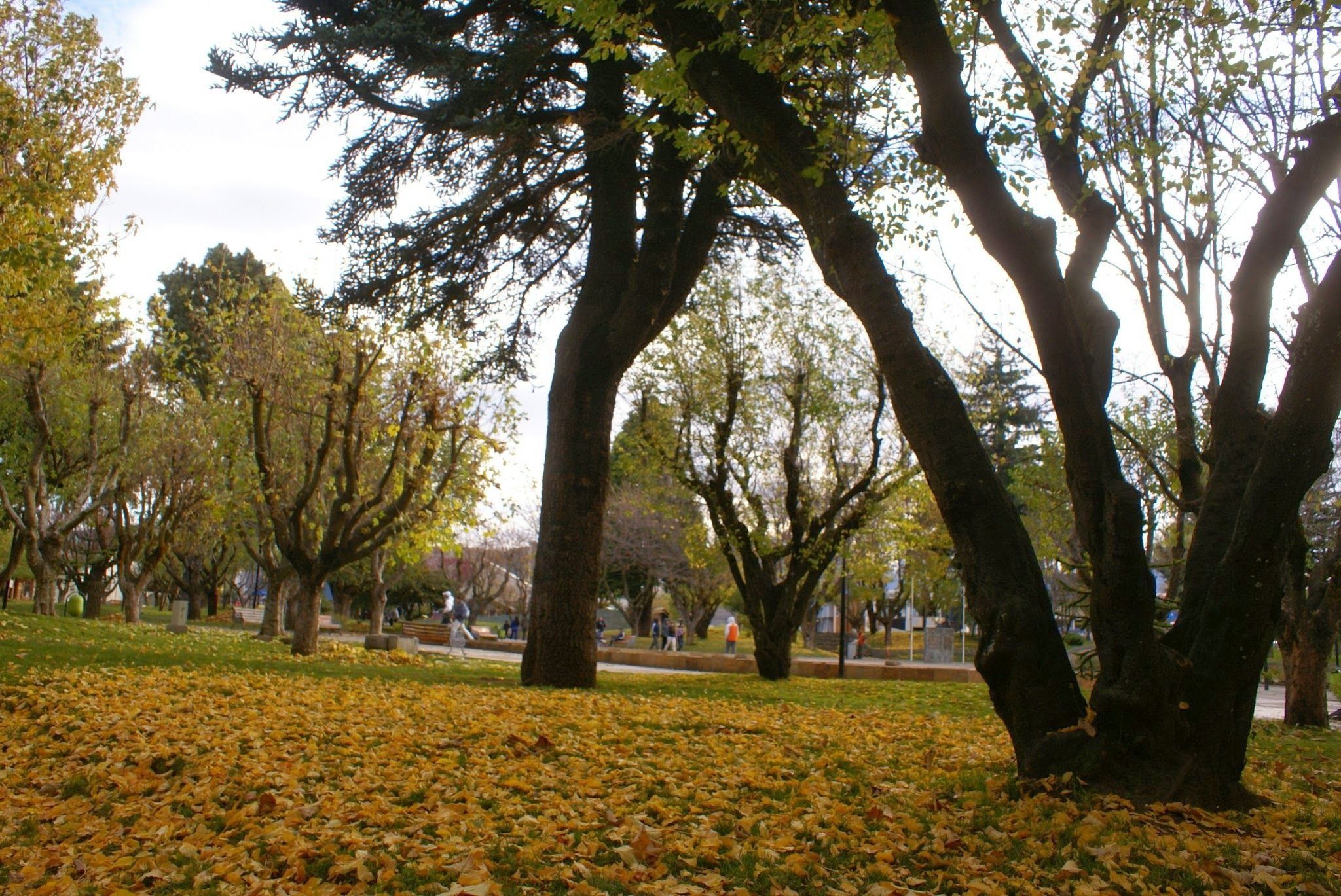 A park with trees and fallen leaves on the ground.