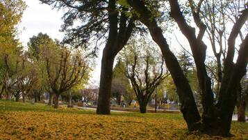 A park with trees and fallen leaves on the ground.