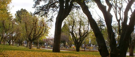 A park with trees and fallen leaves on the ground.