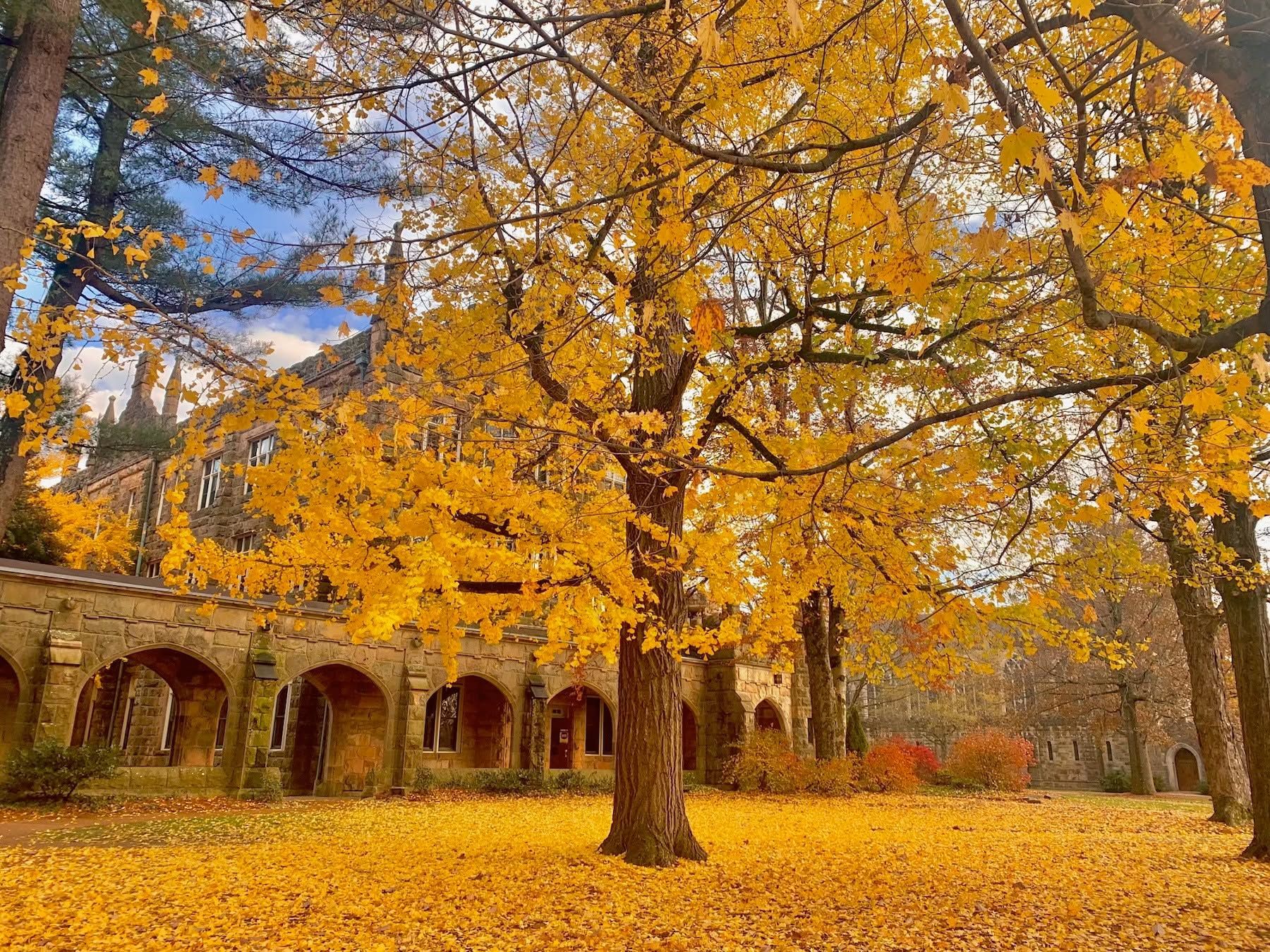 A tree with yellow leaves in front of a stone building with arched windows.
