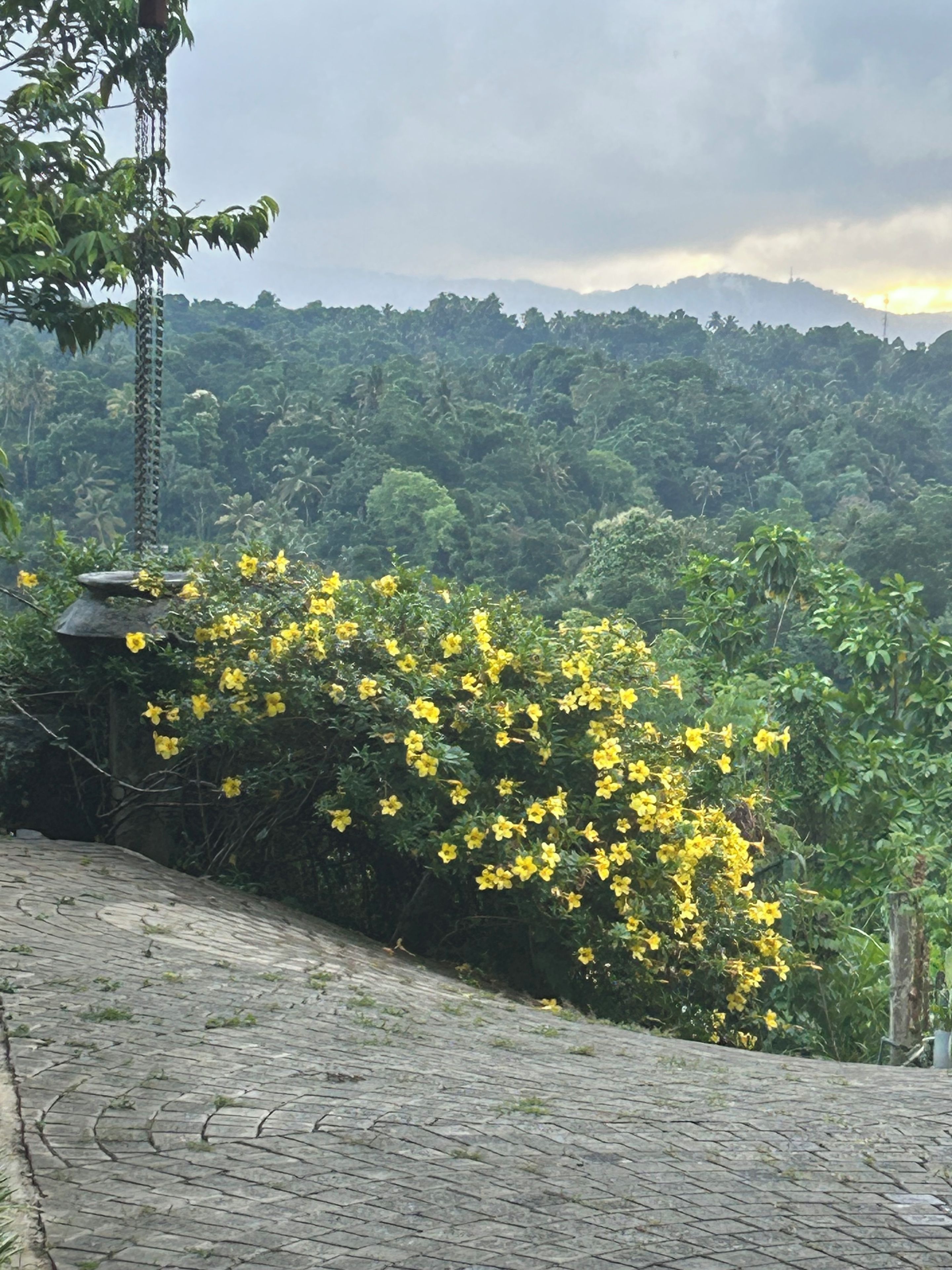 A paved pathway with yellow flowering bushes, a metal lamp post, and dense green foliage in the background.