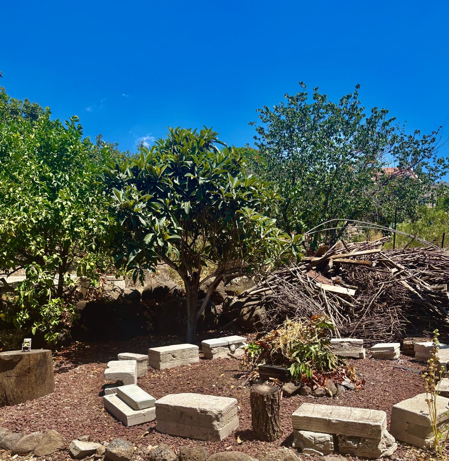 A garden with a variety of plants, a tree, and stone structures.