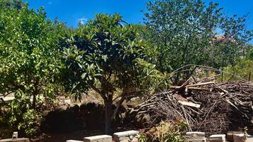 A garden with a variety of plants, a tree, and stone structures.