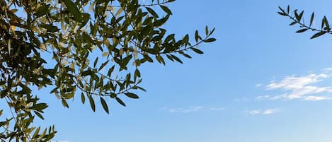 Un patio trasero con césped, una piscina y un cielo despejado.