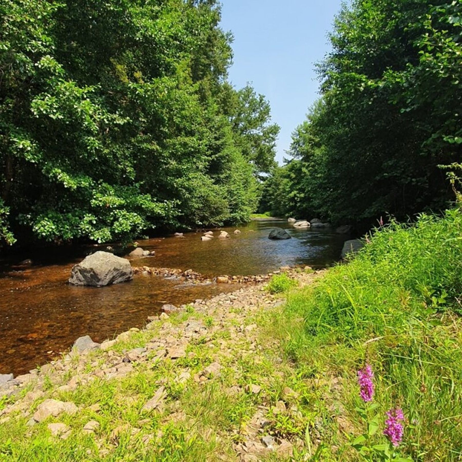 Een rivier die door een bebost gebied stroomt, met rotsen en begroeiing langs de oevers.