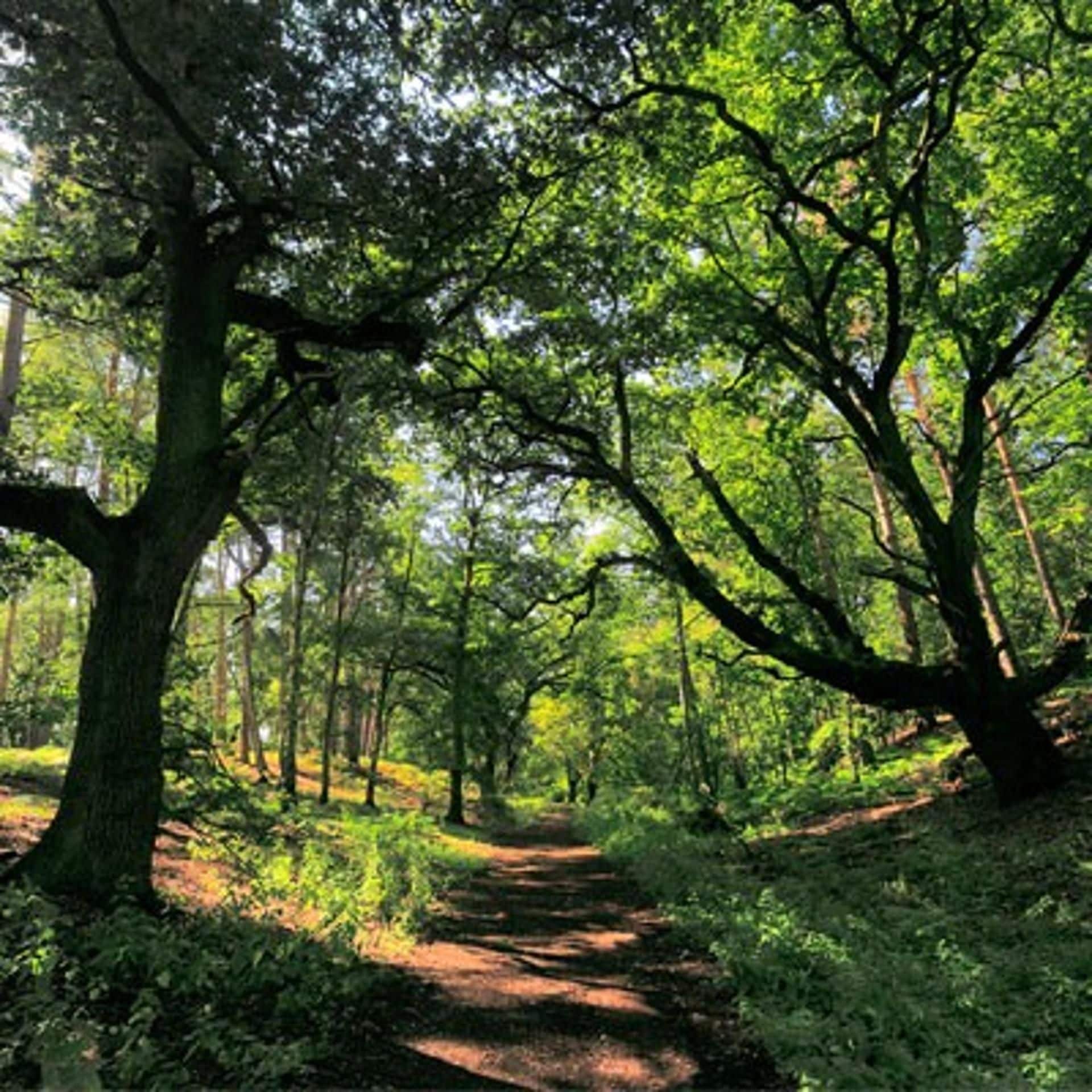 A forest path surrounded by trees.