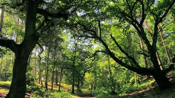 A forest path surrounded by trees.