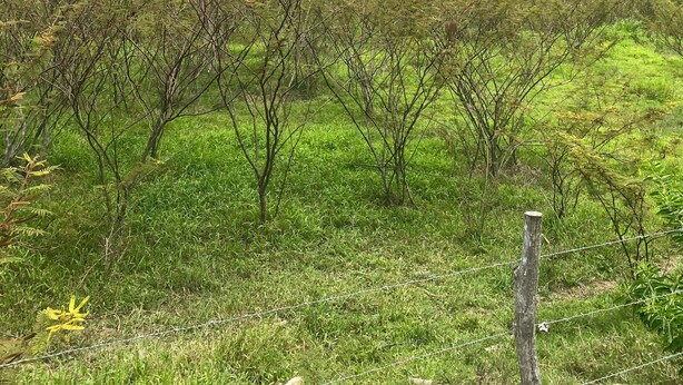 A natural landscape with a grassy area, trees, and a mountain range in the background. - Charming 3-bedroom apartment minutes from beach in fajardo ! (Fajardo)