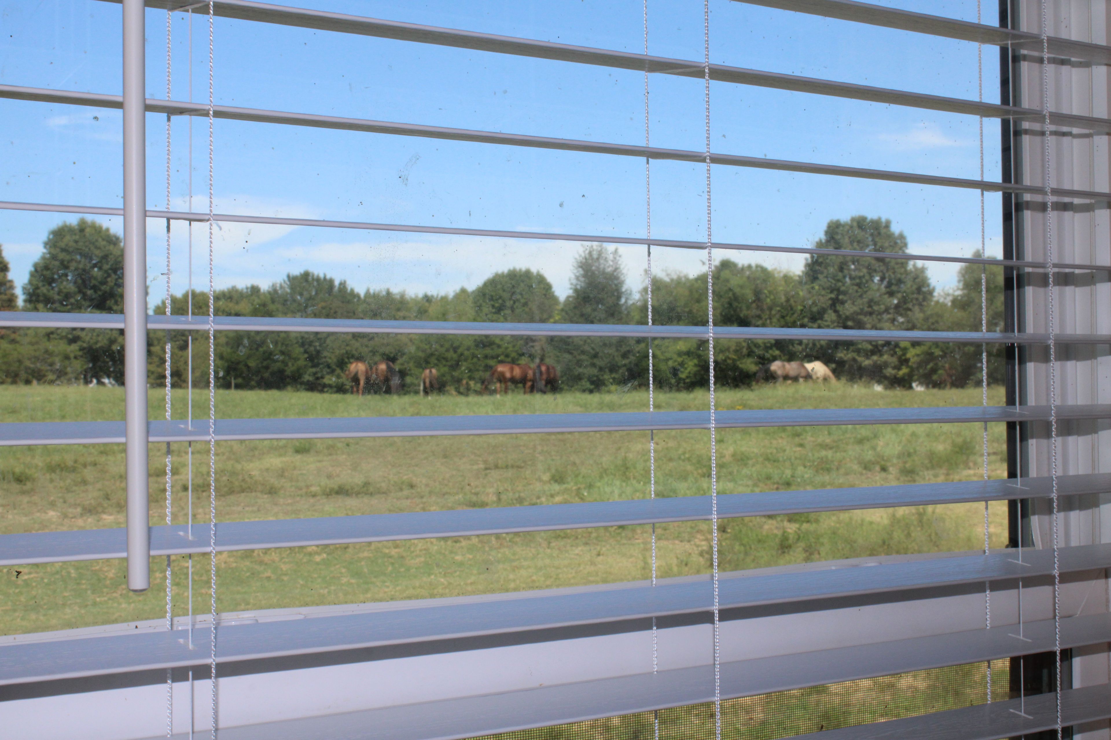 Een raam met horizontale zonwering, met uitzicht op een grasveld en bomen.
