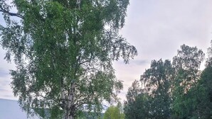 Un paisaje rural con vacas pastando, un granero rojo y sillas de metal.
