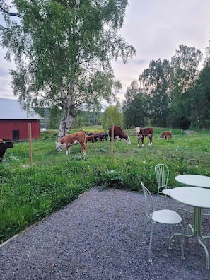 A rural outdoor area with cows grazing, a red barn, and metal chairs. - Converted barn with grass roof in Lindesby (Nora)