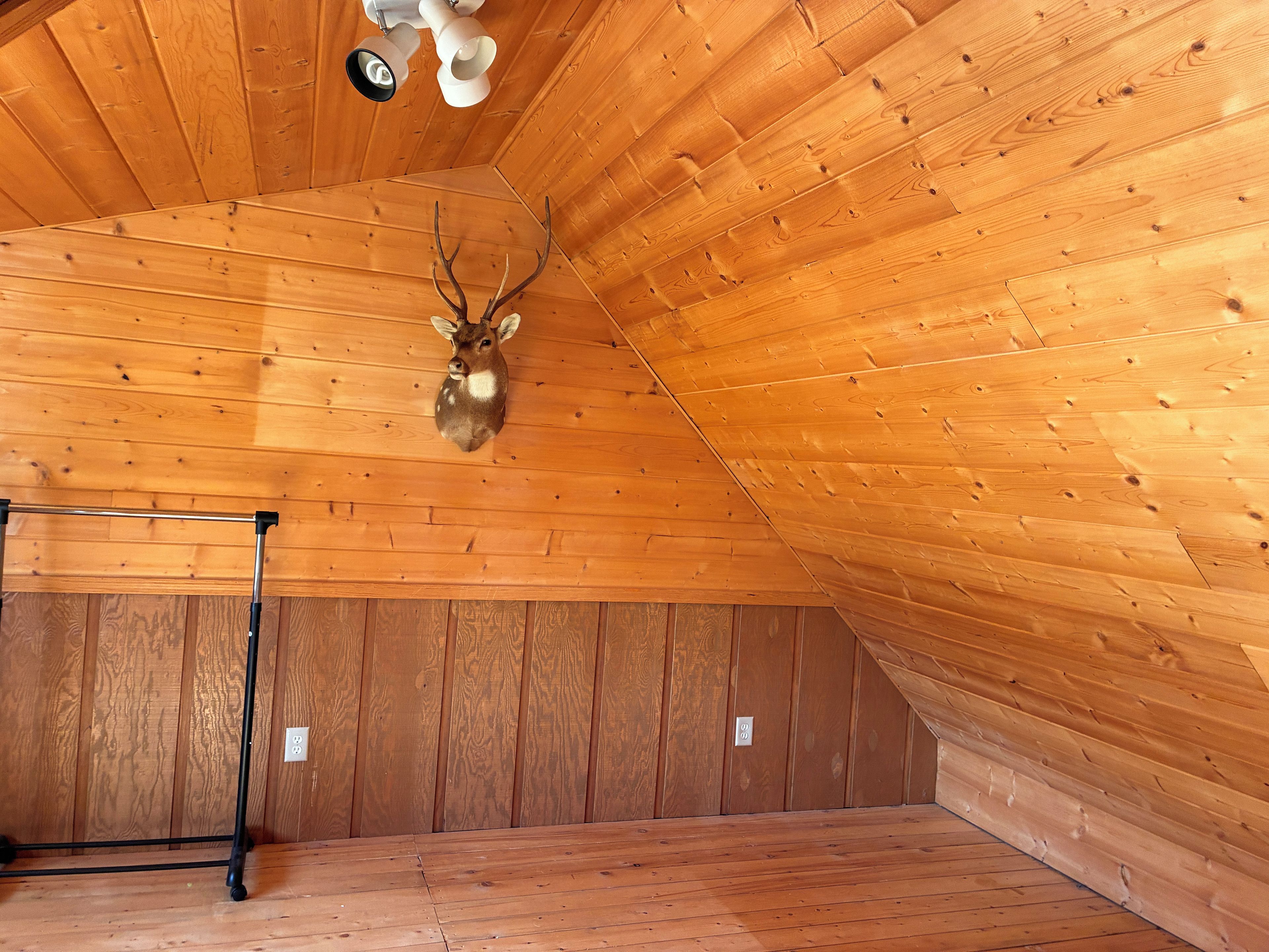 A wooden ceiling with a deer head mounted on the wall.