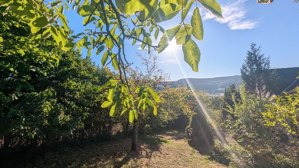 Un vignoble avec des rangées d’arbres et un ciel dégagé.
