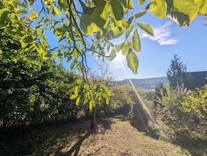 Un vignoble avec des rangées d’arbres et un ciel dégagé.