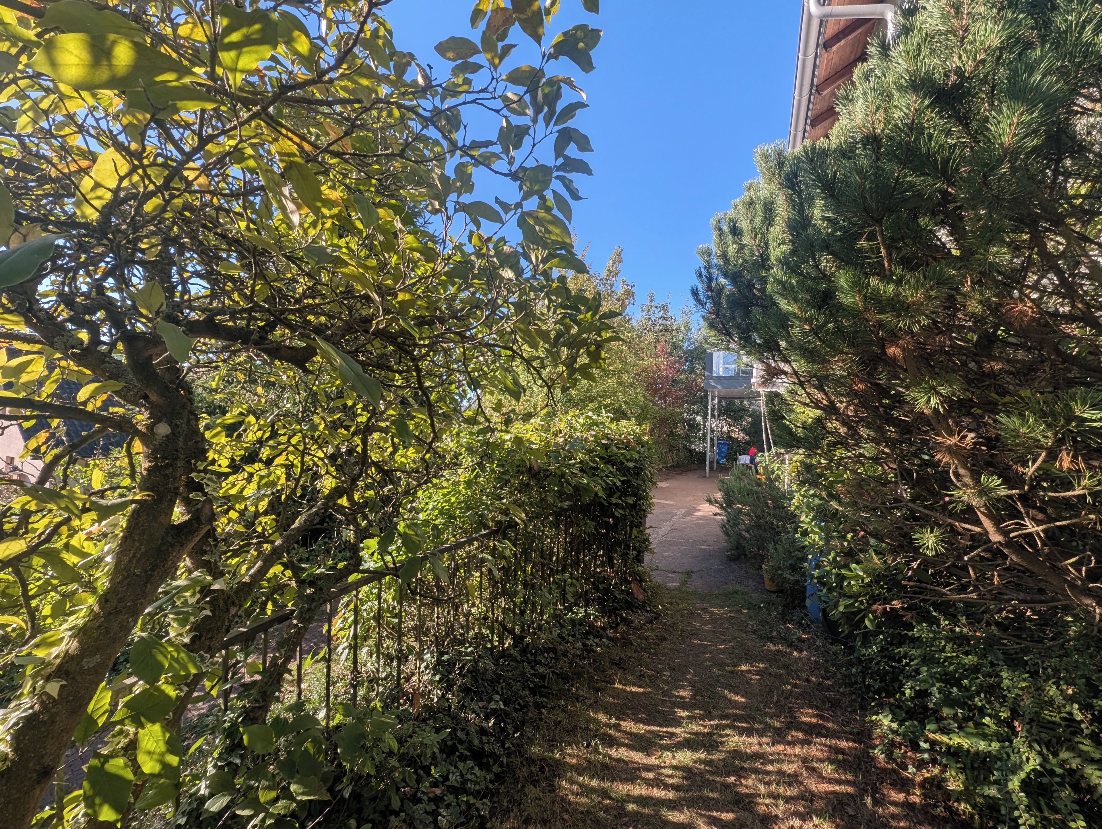 Un étroit sentier bordé d’une végétation luxuriante et d’un bâtiment.