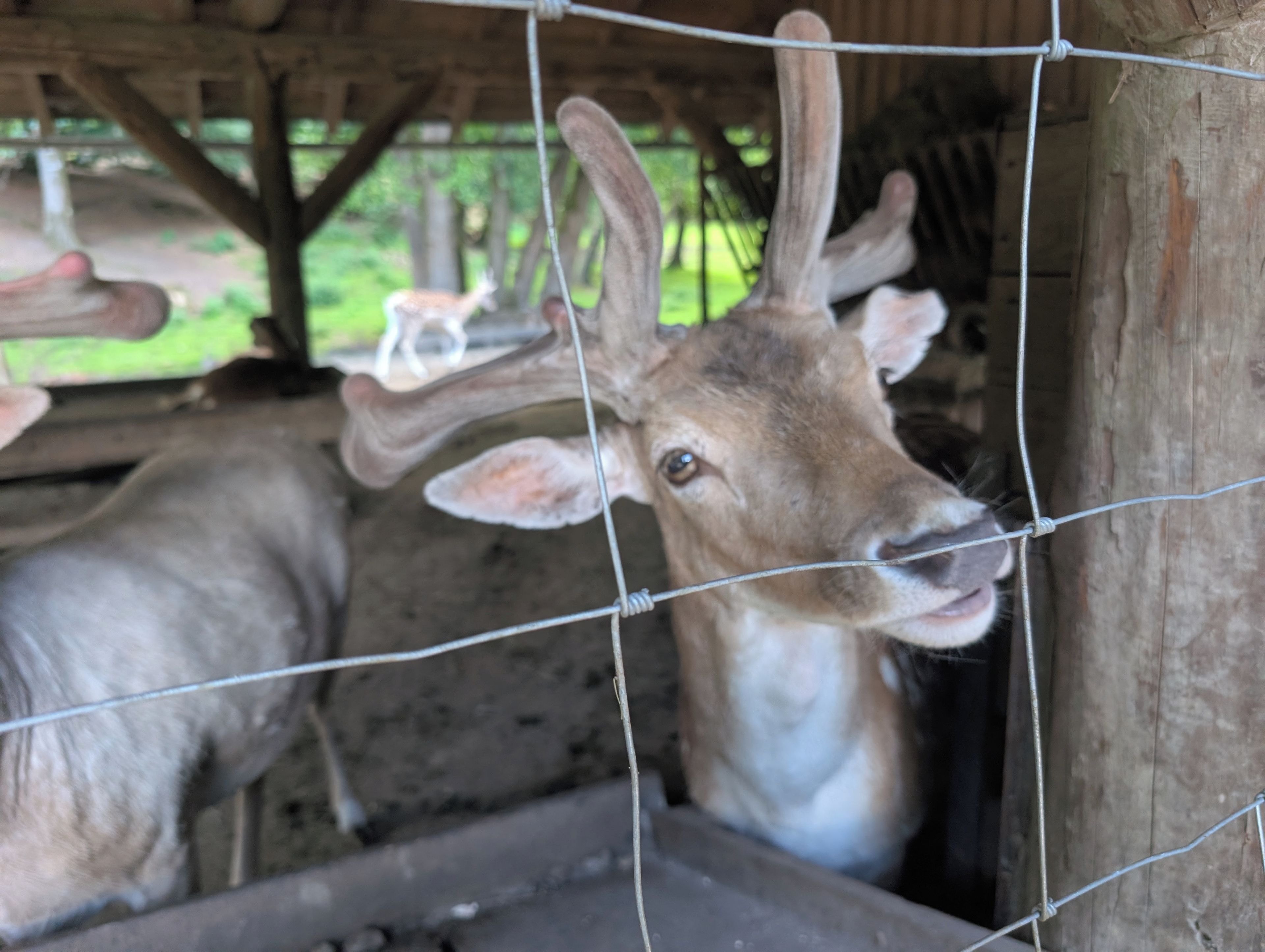 A deer with antlers behind a wire fence, likely in a zoo enclosure.