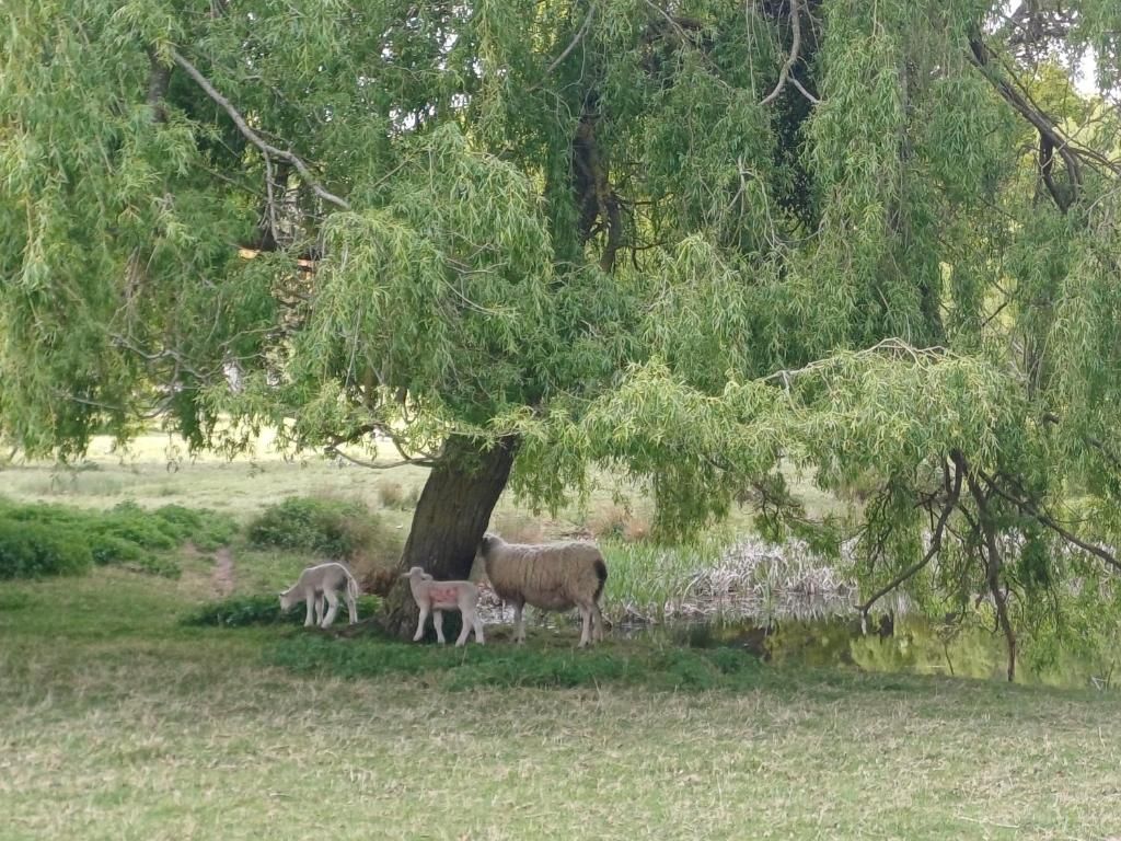 Un árbol con un grupo de ovejas pastando debajo.