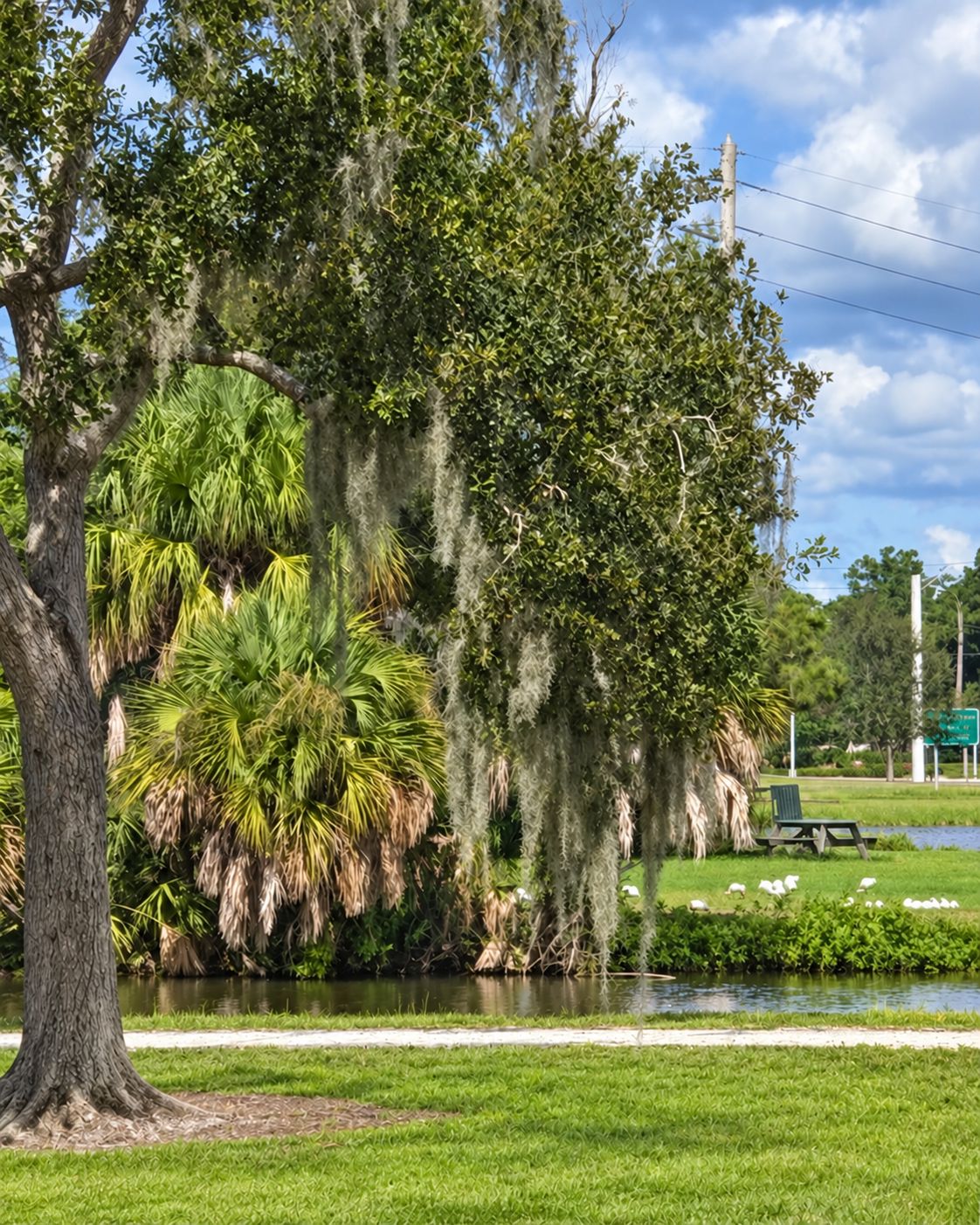 A park with a pond, trees, and a bench.