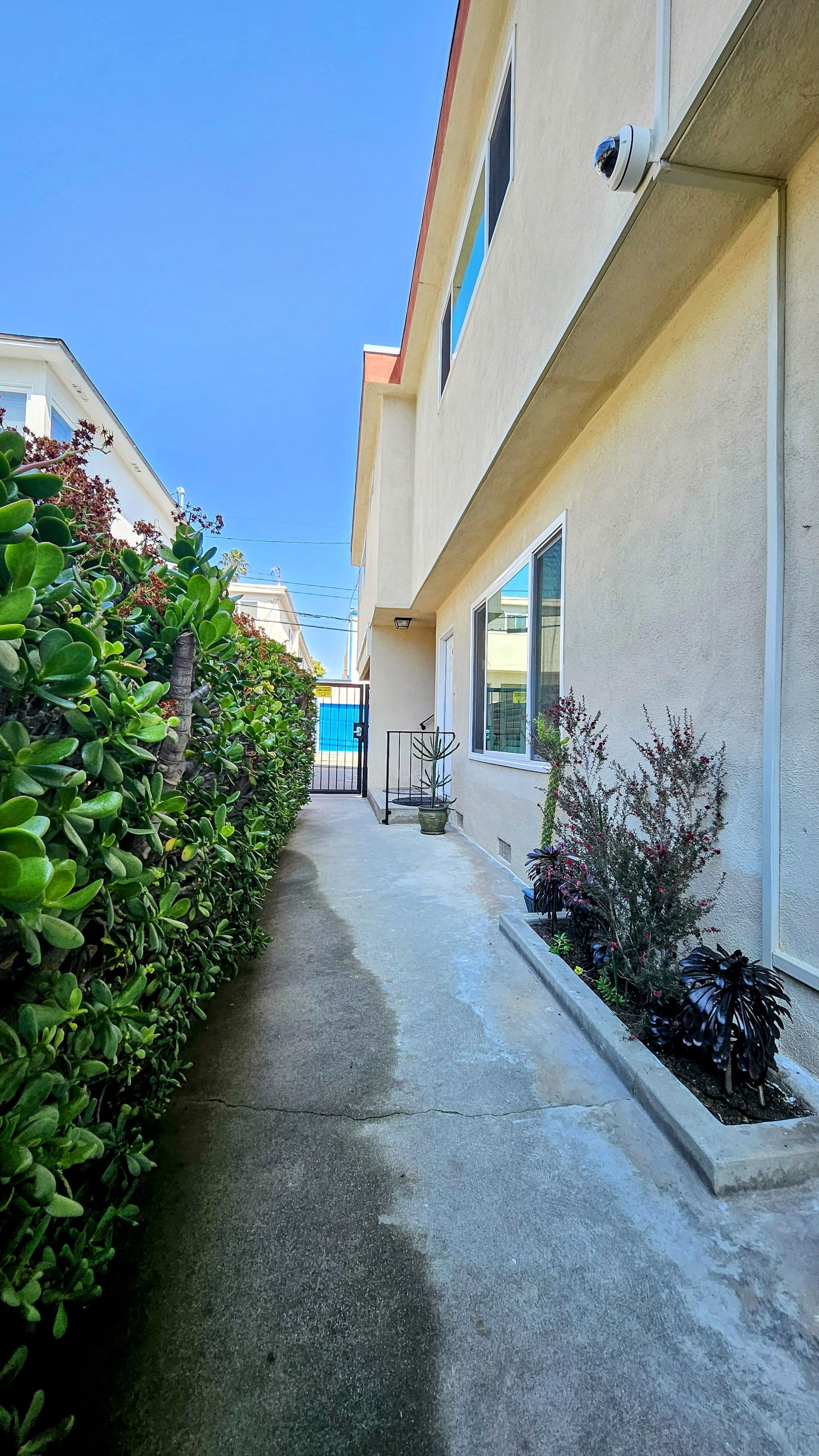A narrow pathway flanked by lush greenery and a building with a security camera.