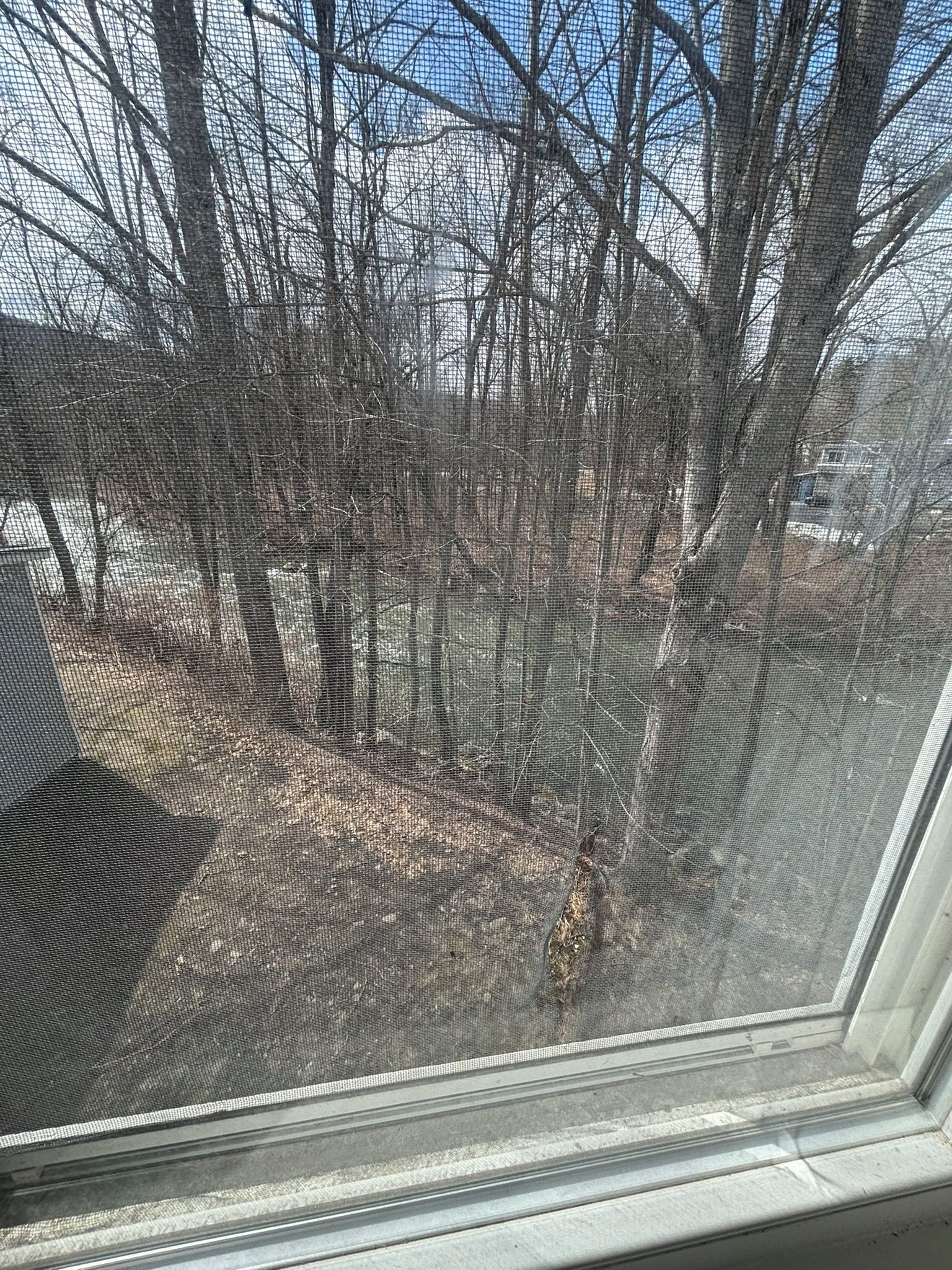 A view through a window with a mesh screen, displaying a yard with trees and a fence.