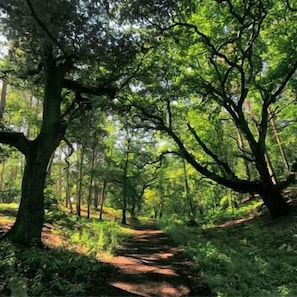 A forested path with trees and a dirt trail.