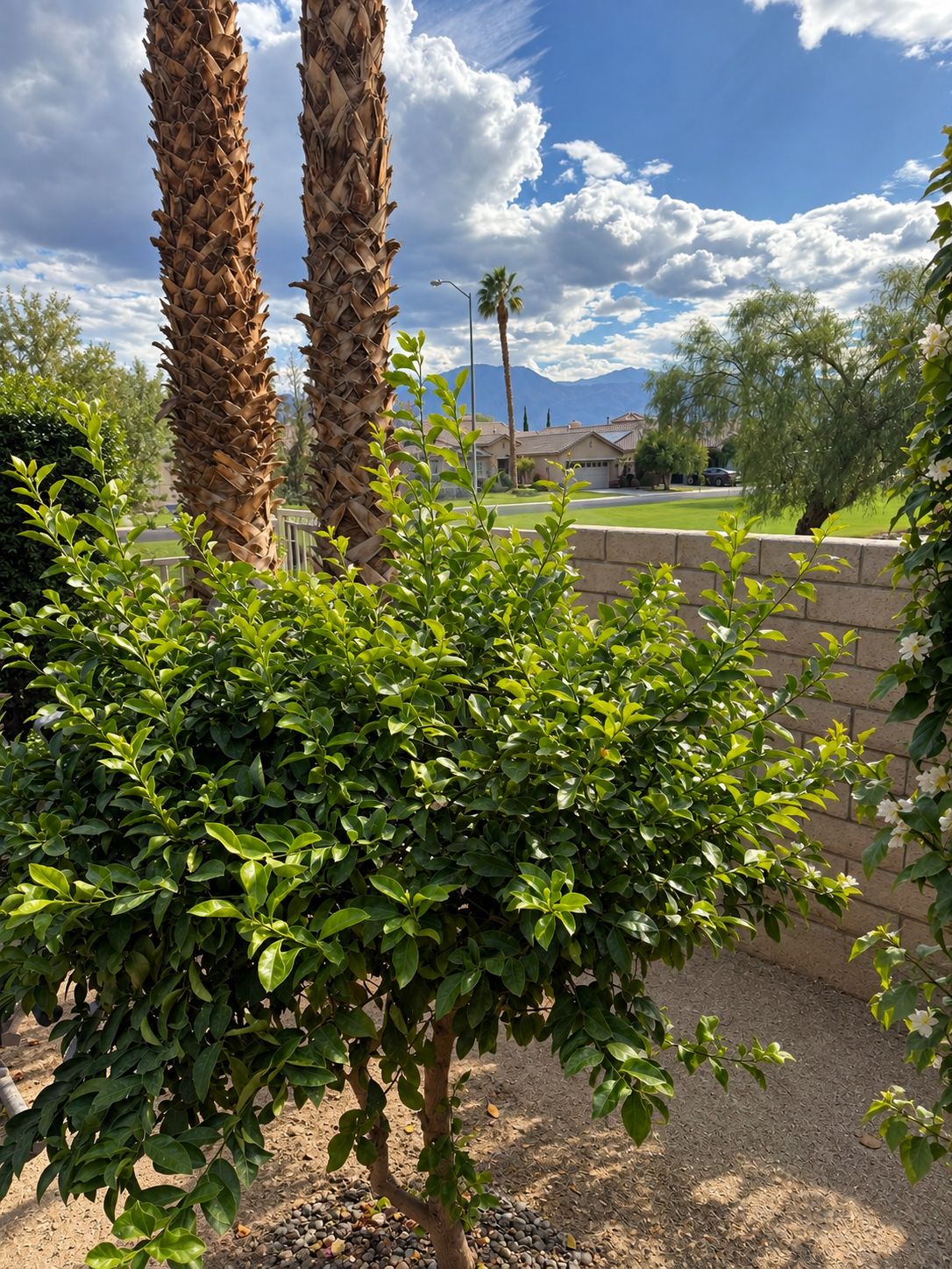 A residential area with a well-maintained hedge, two palm trees, and a clear sky.