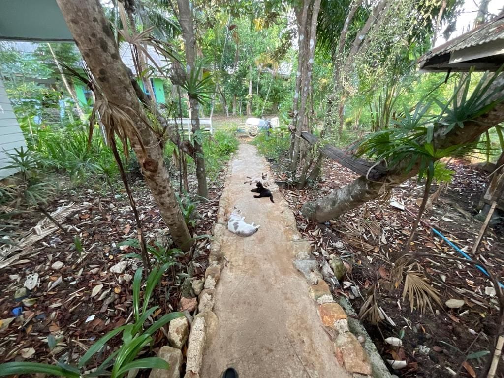 Un estrecho sendero de concreto bordeado de árboles y vegetación, que conduce a un edificio con fachada verde.