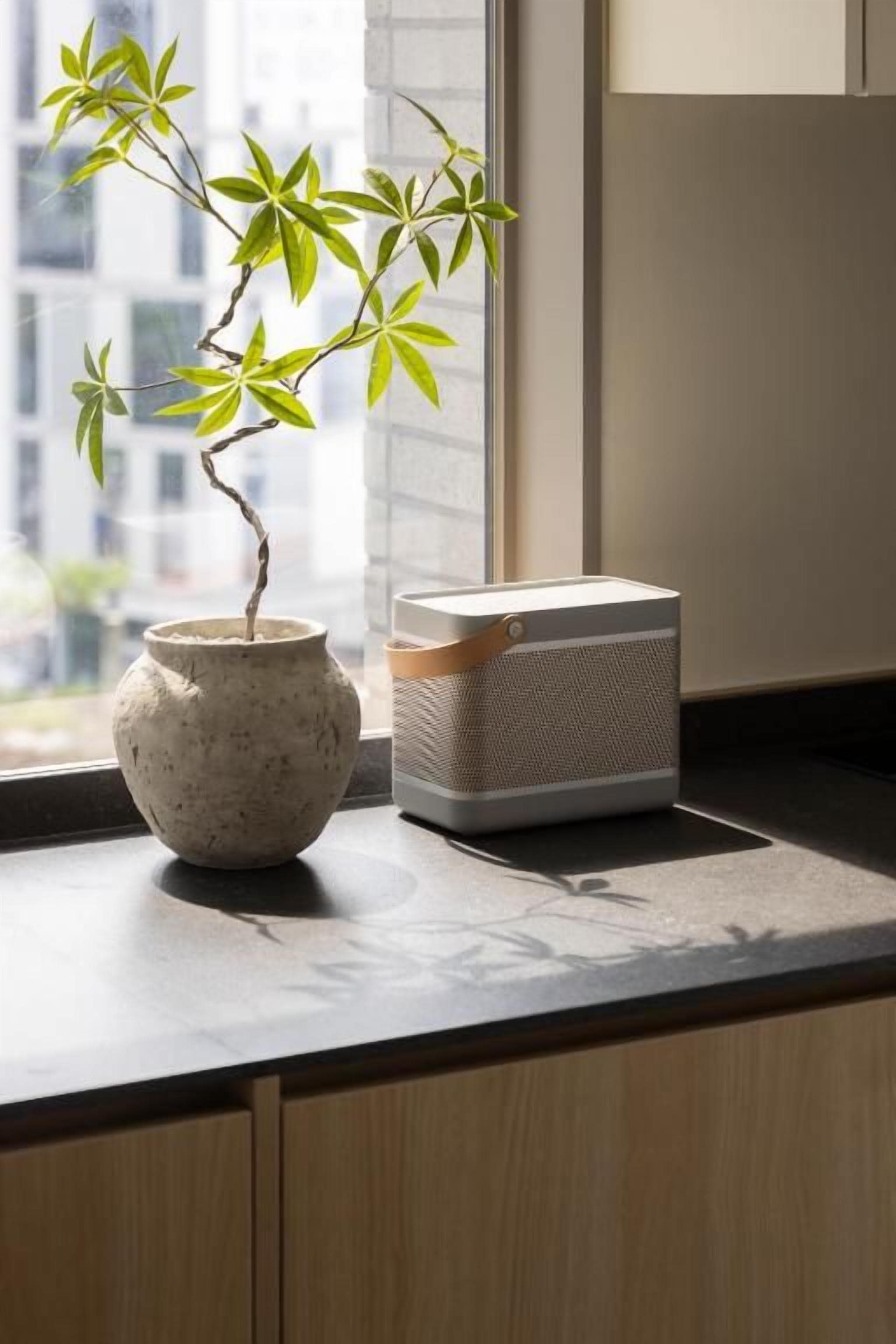 A potted plant on a kitchen counter near a window.