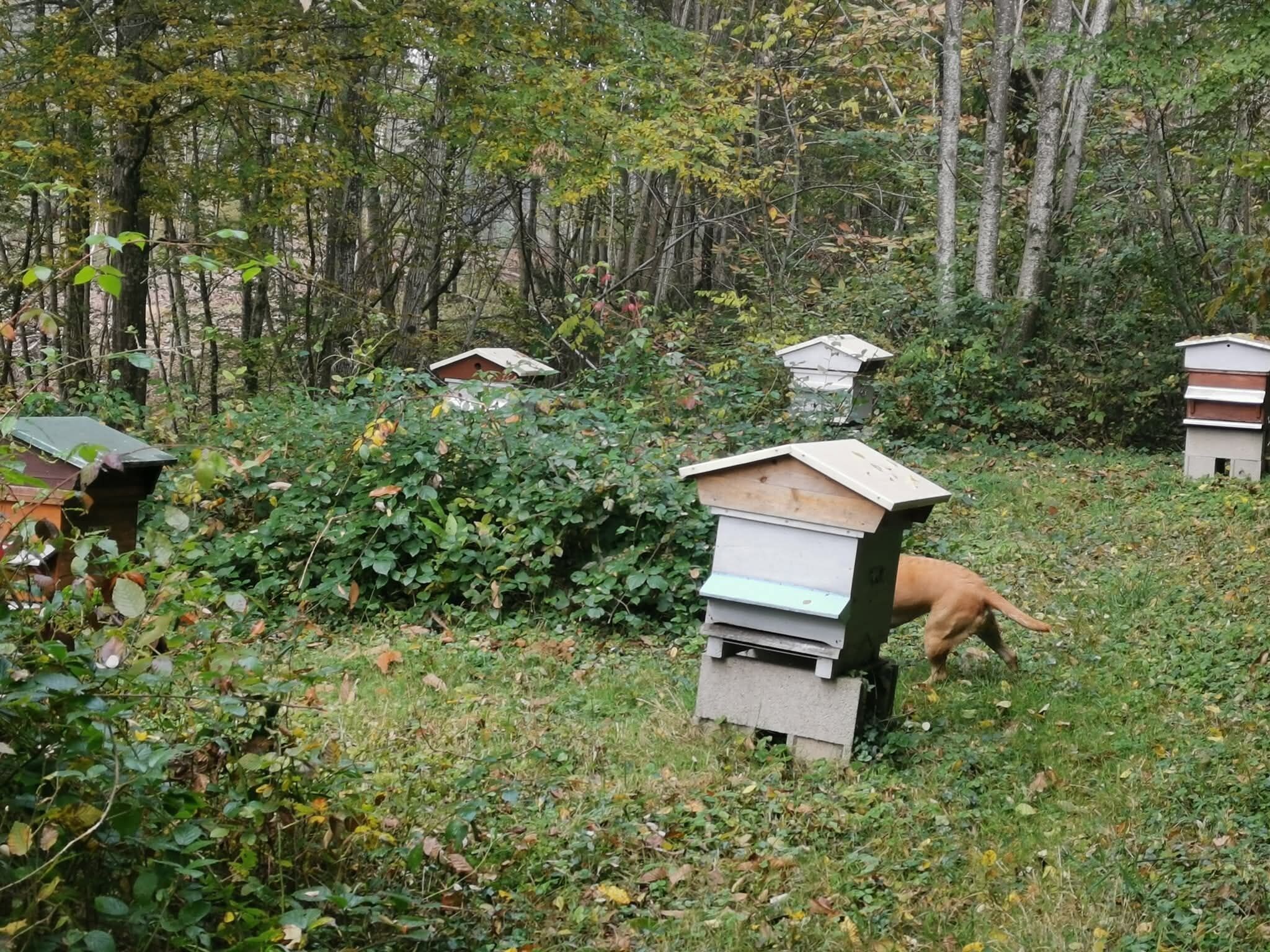 Eine natürliche Umgebung mit mehreren Bienenstöcken, umgeben von dichtem Grün und Bäumen.