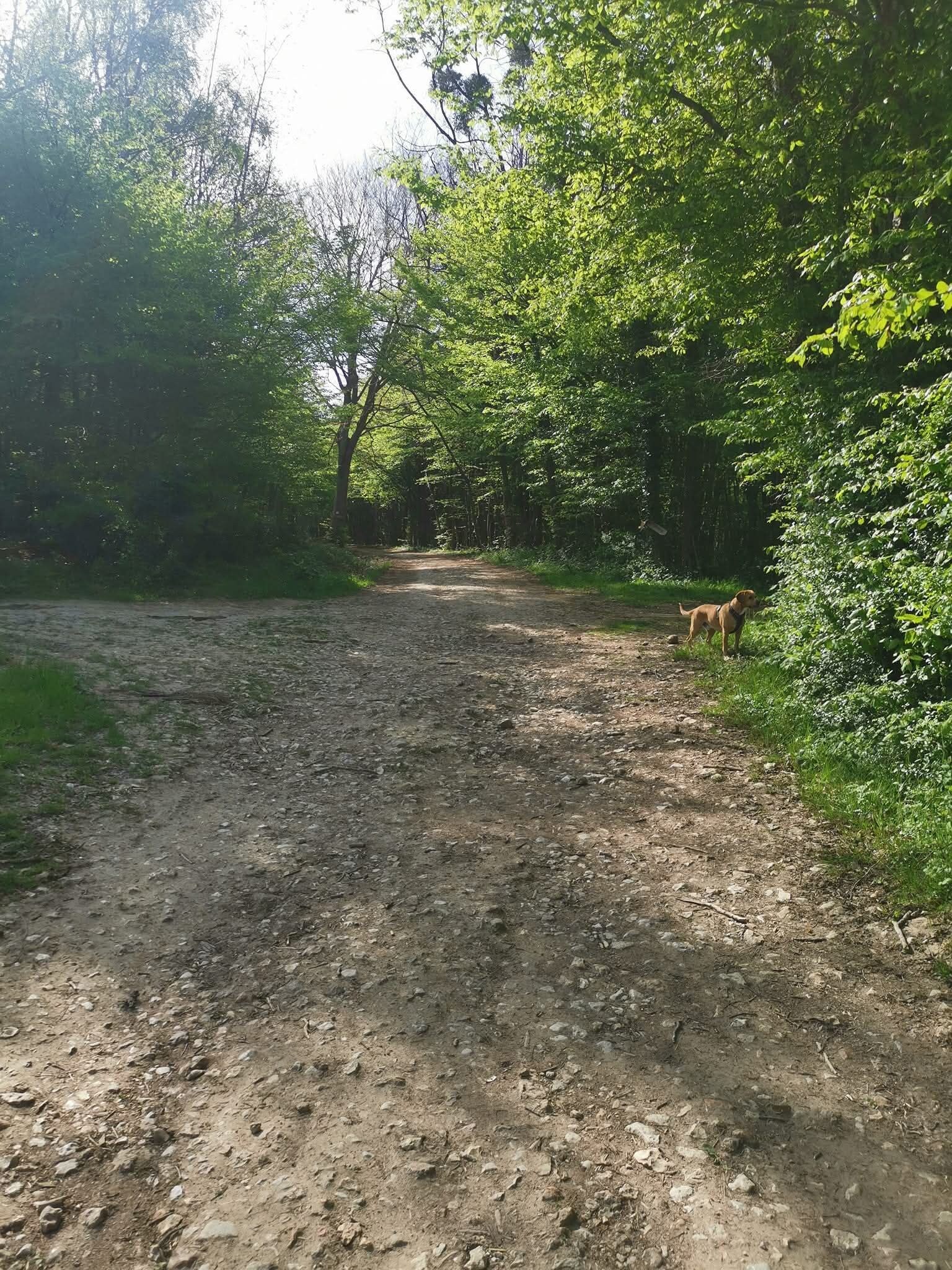A dirt path in a wooded area with a dog on the right.