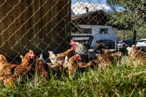 Un grupo de gallinas detrás de una cerca de alambre con un edificio y coches al fondo.