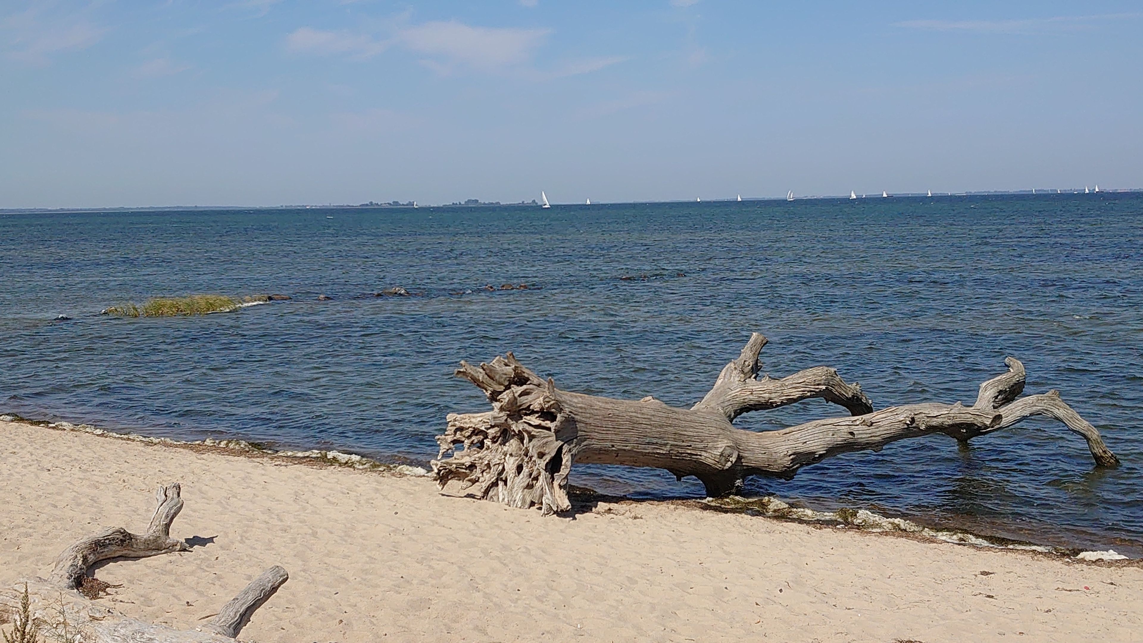 Une plage avec du bois flotté et une eau calme.