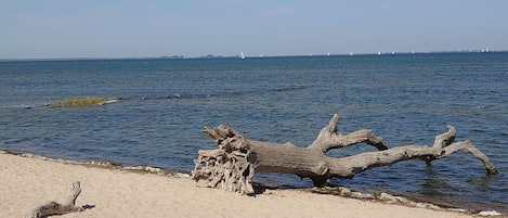 A beach with driftwood and calm water.
