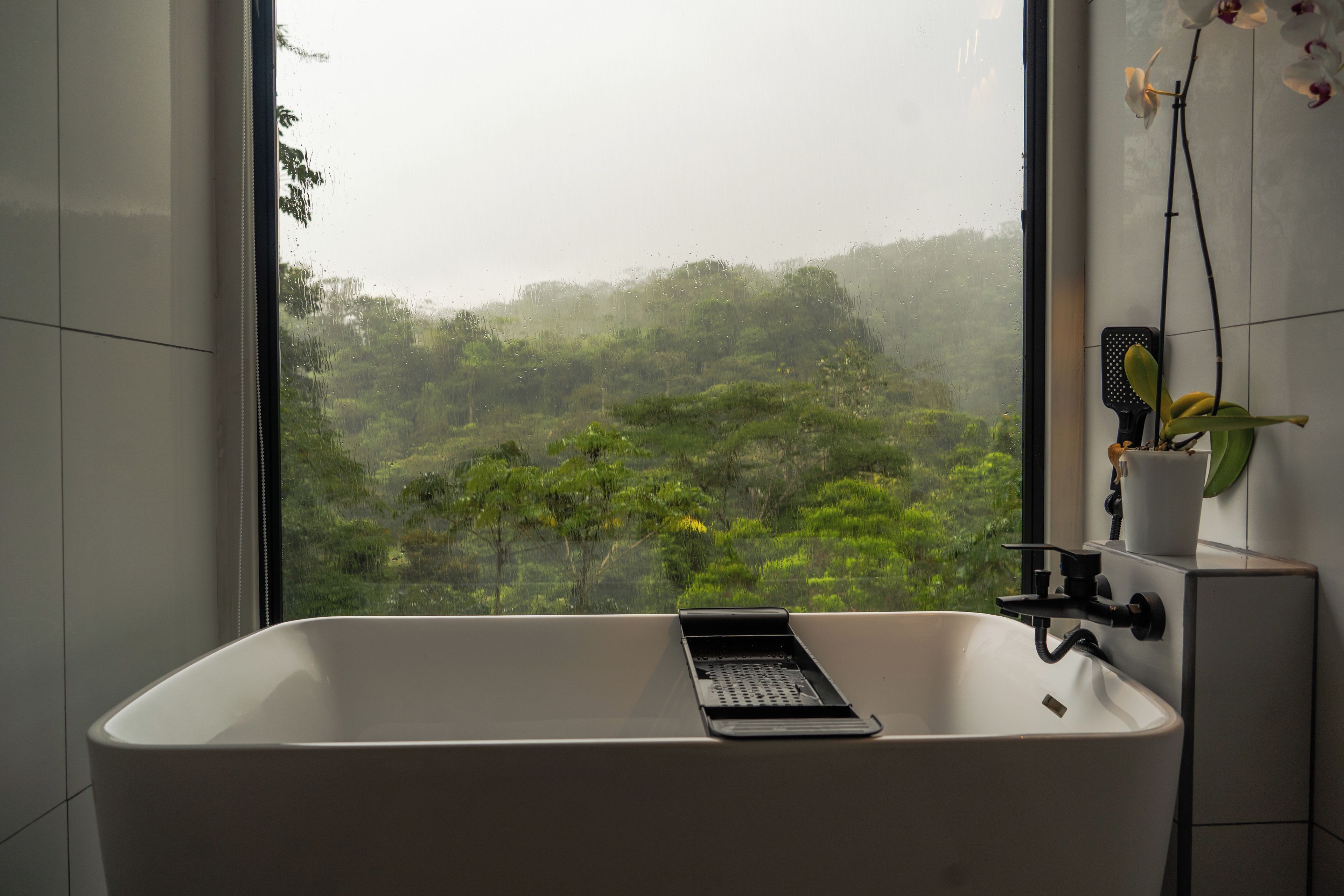A bathroom with a bathtub, a window, and a potted orchid.
