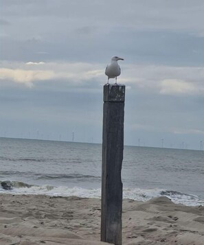 A seagull perched on a wooden post by the sea. - Holiday apartment with 1 bedroom (Zandvoort)