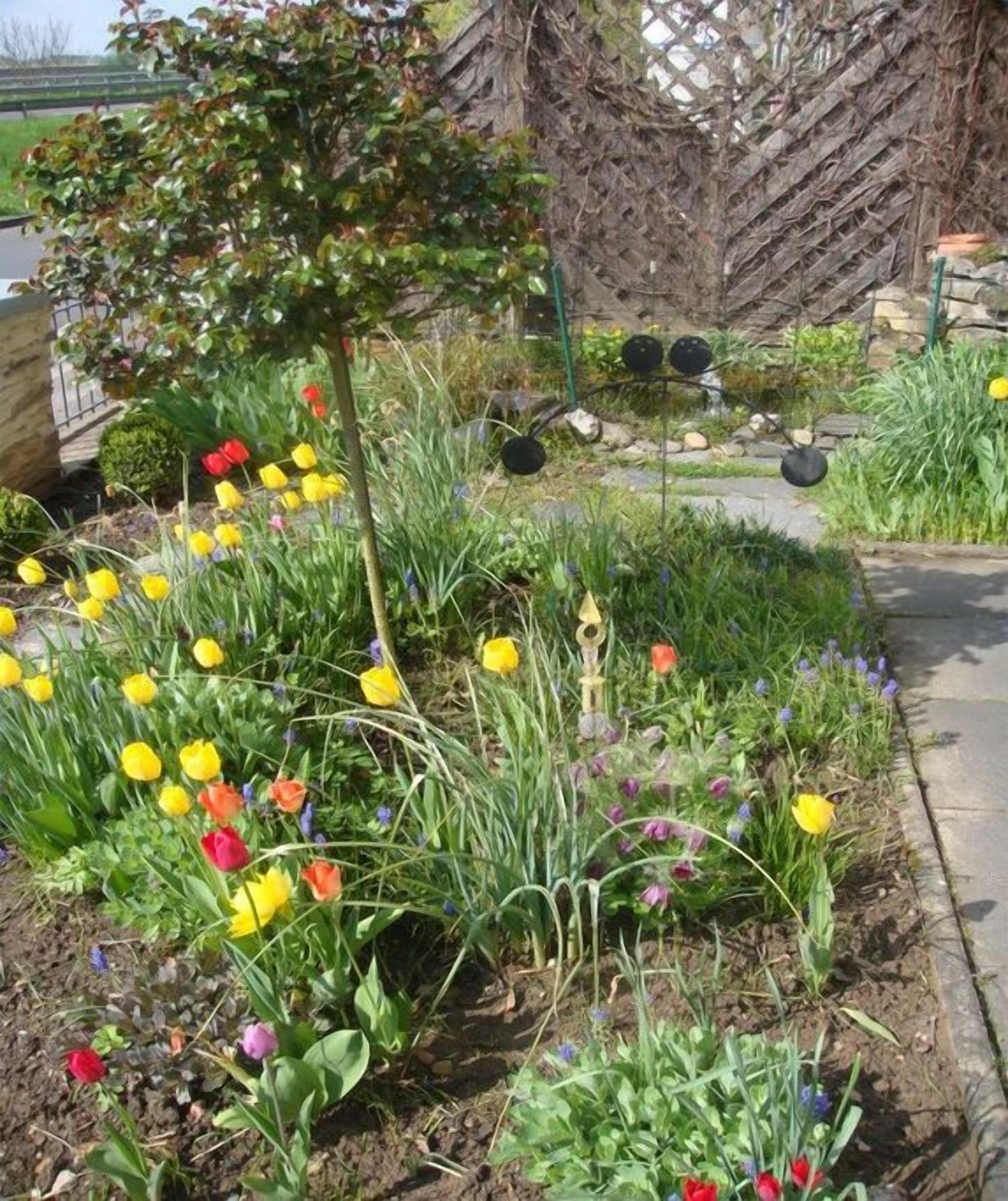 Ein Garten mit verschiedenen Tulpen und anderen Blumen, ein kleiner Baum und ein Holzzaun.