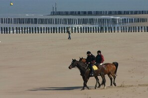 A beach with a wooden jetty in the background and two people riding horses. - Beach Residence A305 (Cadzand)