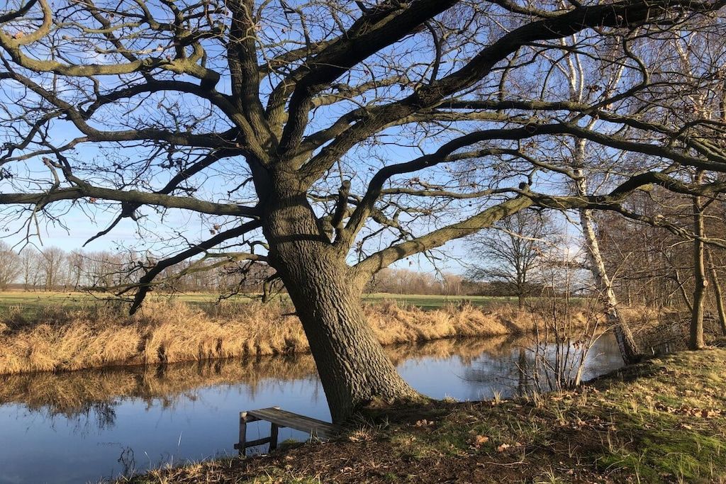 A large tree with a bench by a calm body of water.
