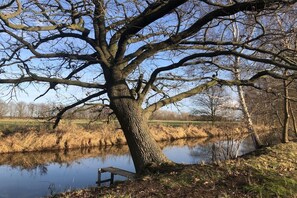 Un grand arbre avec un banc à proximité d’une étendue d’eau calme.