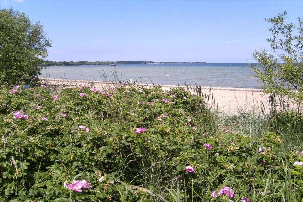 Un paysage côtier avec une plage de sable, une étendue d’eau et une végétation luxuriante parsemée de fleurs roses.