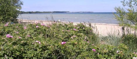 A coastal landscape with a sandy beach, a body of water, and dense vegetation with pink flowers.