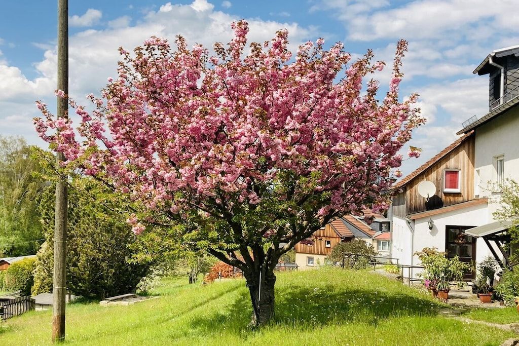 A residential area with a house featuring a sloped roof, a satellite dish, and a garden with a flowering tree.