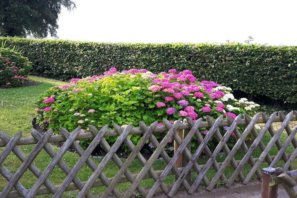 A garden with a wooden fence, lush greenery, and pink flowers.