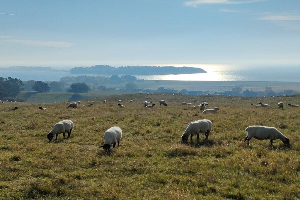 Un campo con ovejas pastando, una masa de agua y una tierra distante.