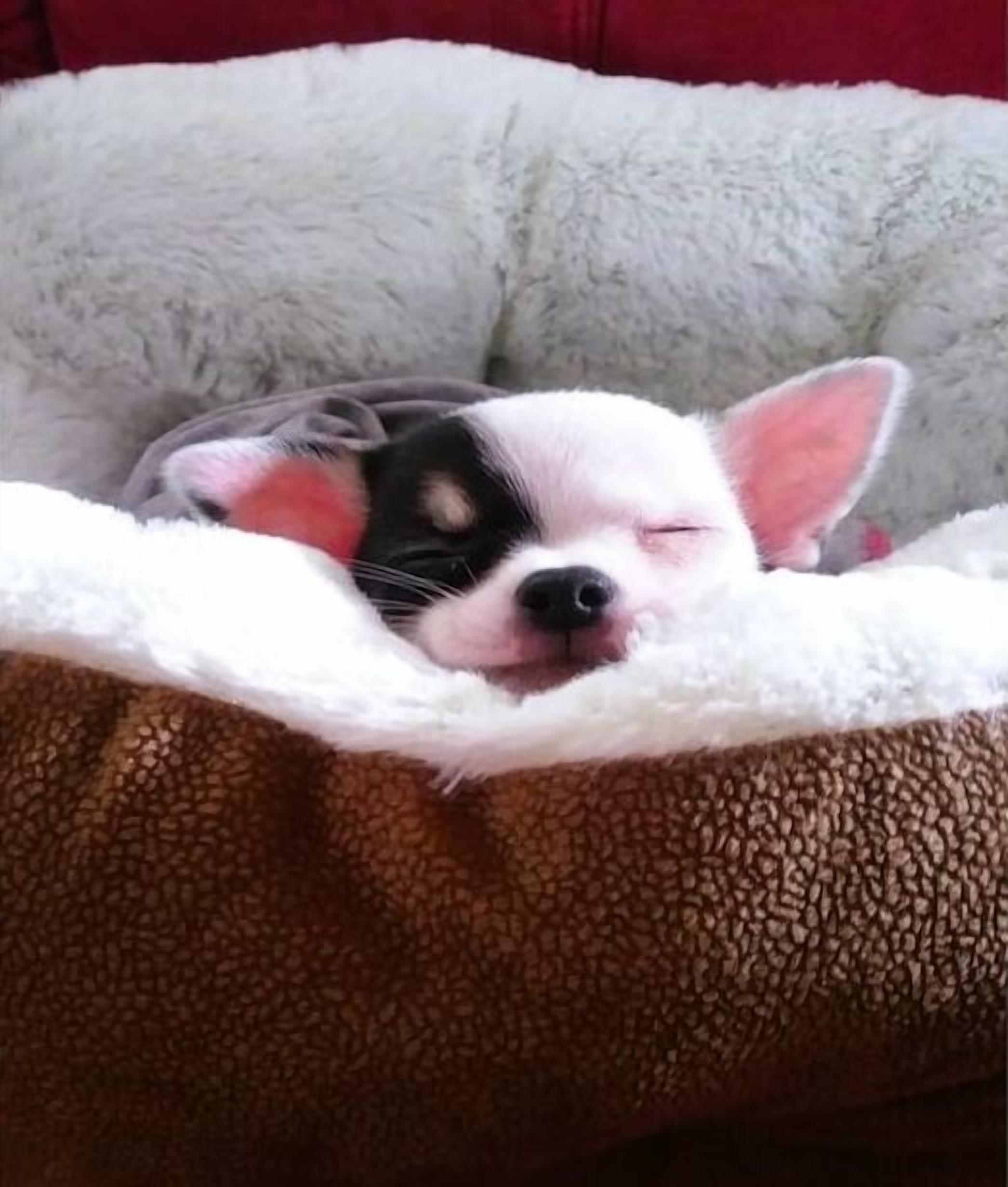 A small dog sleeping in a plush, white bed.