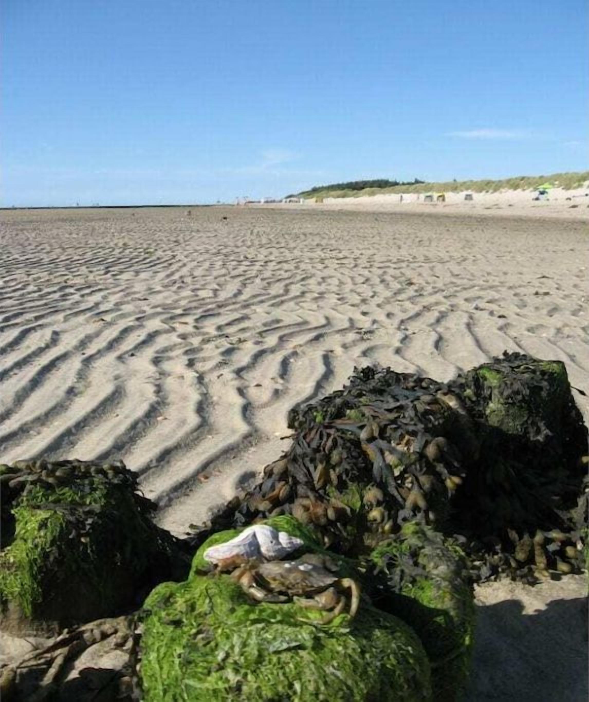 A sandy beach with seaweed-covered rocks and a clear sky.