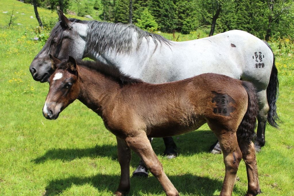 Two horses in a grassy field with trees in the background.