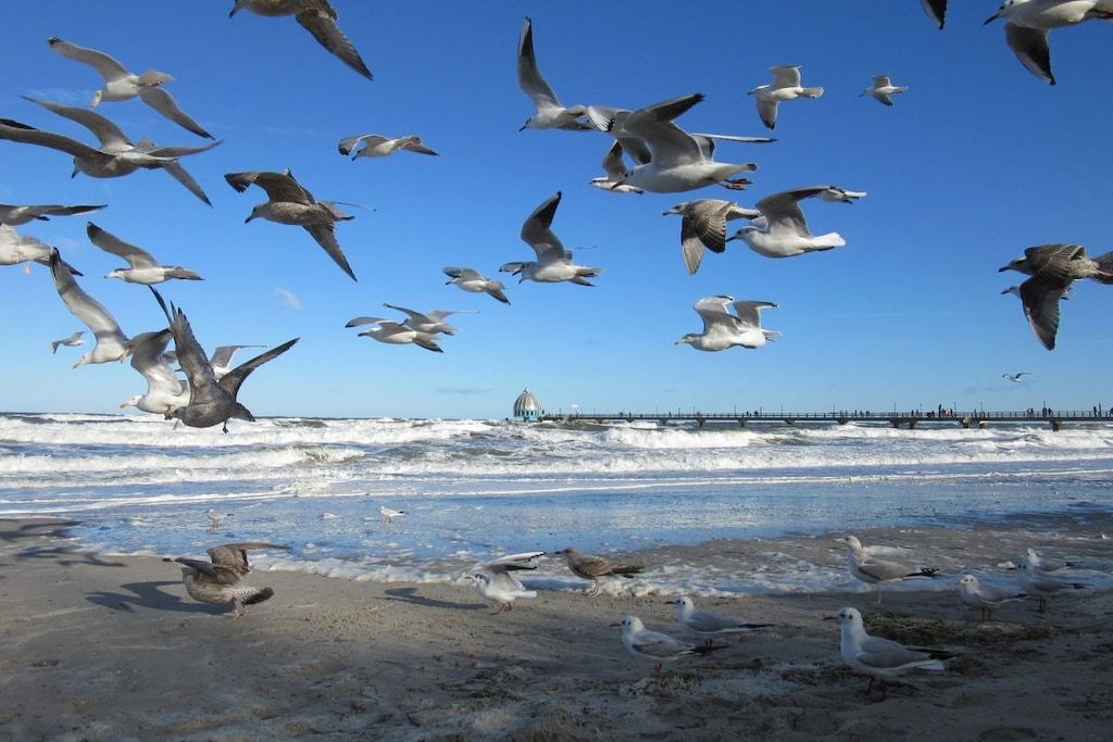 Uma praia com gaivotas, ondas e um píer ao fundo.